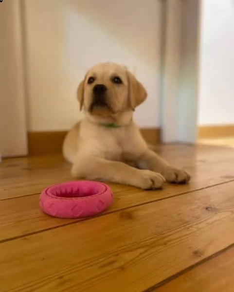 regalo bellissimi cuccioli di labrador fantastici cuccioli di labrador con libretto sanitario primo 