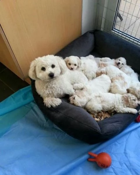 cuccioli di razza bichon frise