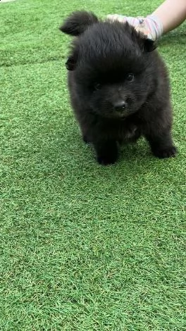 cane pomerania bianco