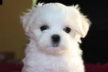 cuccioli maltese di pura razza disponibili