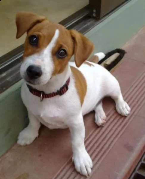 cuccioli di jack russell in adozione