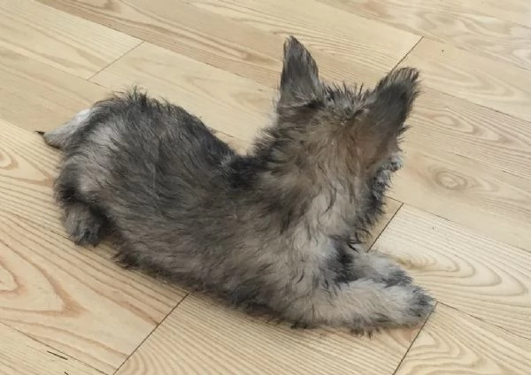 Cuccioli di Cairn Terrier | Foto 0