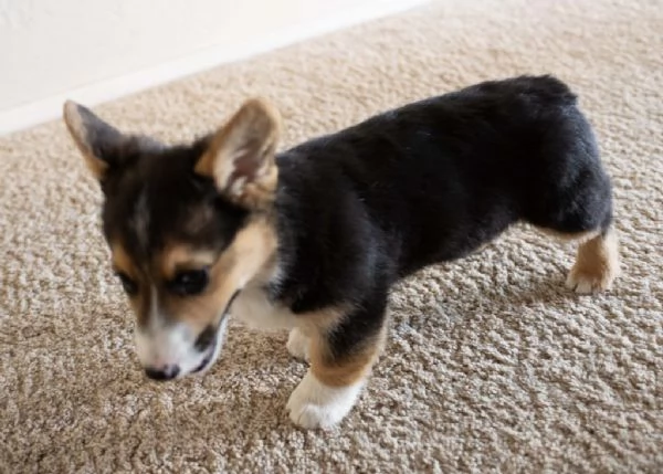  Welsh Corgi Pembroke | Foto 0