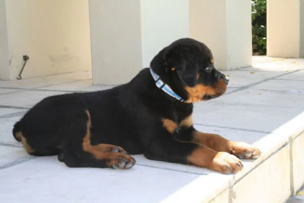 Cuccioli di rottweiler 