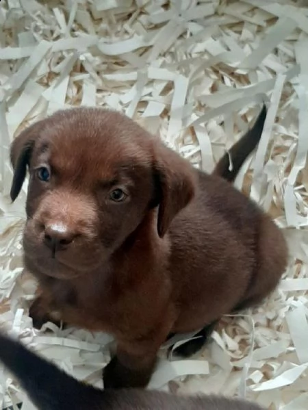 regalo cuccioli di labrador whatsapp ( 0039 353 317 4023 ) | Foto 2