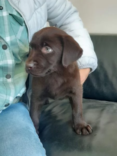 regalo cuccioli di labrador whatsapp ( 0039 353 317 4023 ) | Foto 0