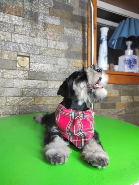 schnauzer nano bellissimi cuccioli | Foto 6