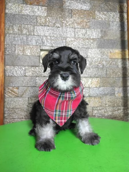 schnauzer nano bellissimi cuccioli | Foto 5