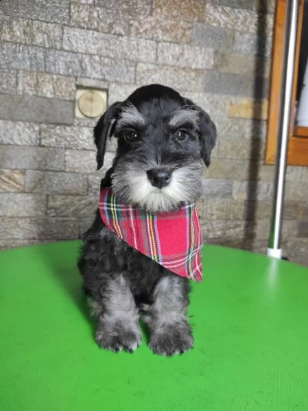 schnauzer nano bellissimi cuccioli | Foto 3