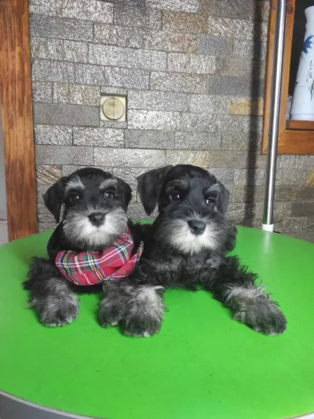 schnauzer nano bellissimi cuccioli | Foto 1