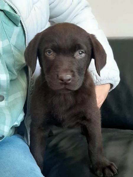 regalo cuccioli di labrador whatsapp ( 0039 353 317 4023 ) | Foto 1