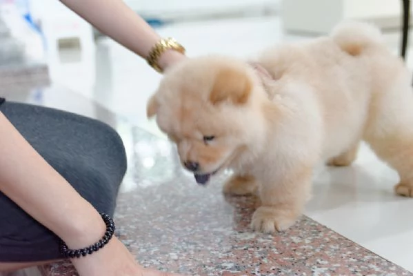 cuccioli di Chow Chow