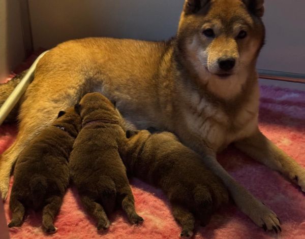 Cuccioli Shiba Inu | Foto 0