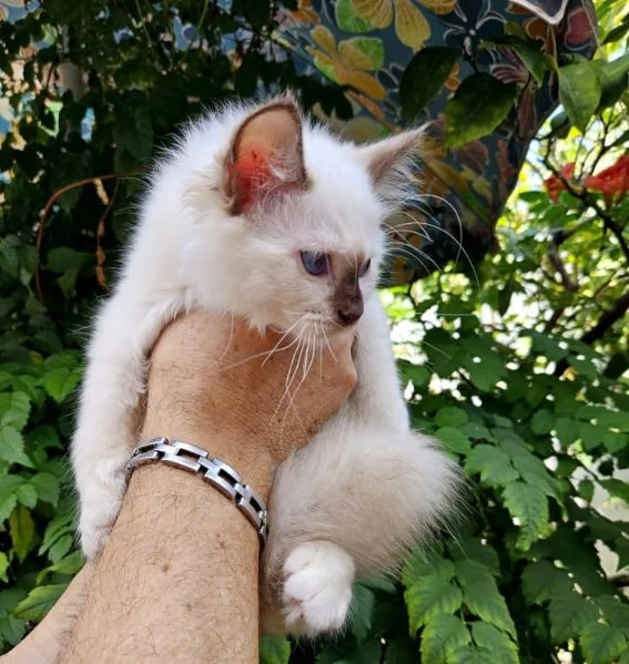 Cuccioli sacro di Birmania  | Foto 1