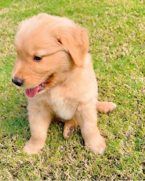  cuccioli di goldern retreiver in adozione