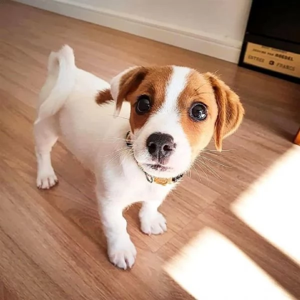 cuccioli di jack russell in adozione