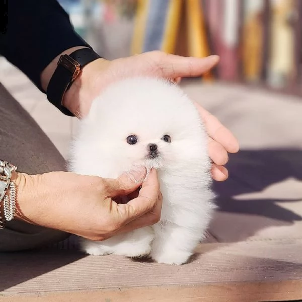 cuccioli piccola volpino di pomerania