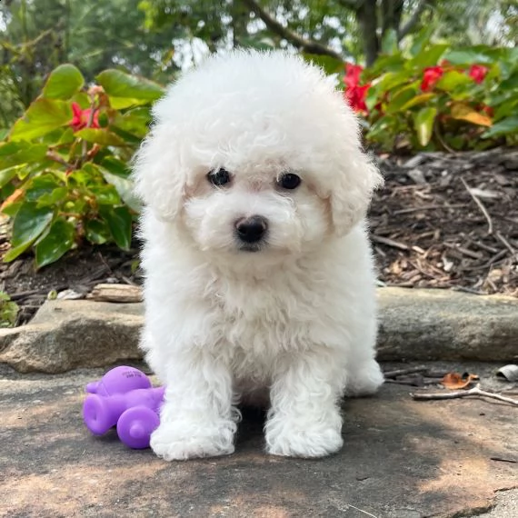 regalo allevamento cane bichon frise