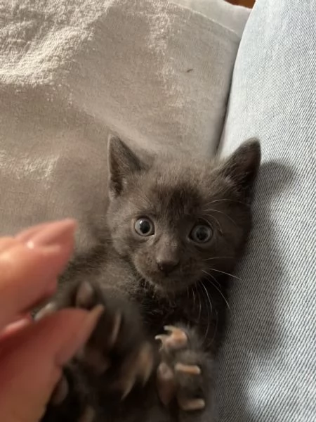 Gattino domestico in adozione  | Foto 1