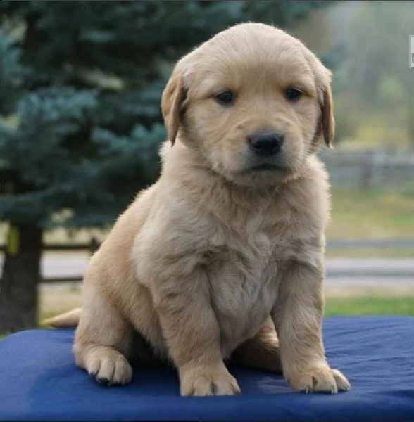 cuccioli di golden retriever con documenti | Foto 1