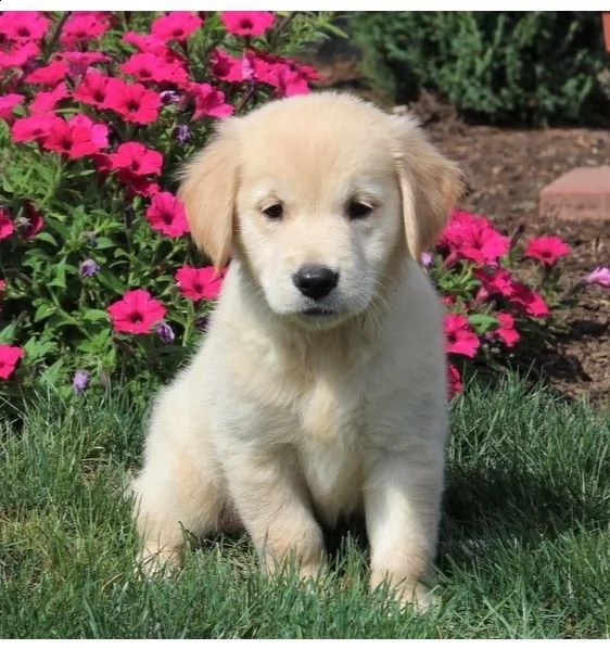 cuccioli di golden retriever con documenti | Foto 0