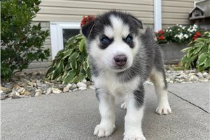 cucciolo di husky siberiano