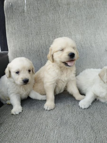 regalo cuccioli golden retriever whatsapp ( 0039 353 317 4023 ) | Foto 2