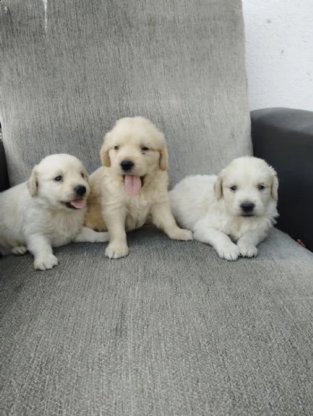 regalo cuccioli golden retriever whatsapp ( 0039 353 317 4023 )