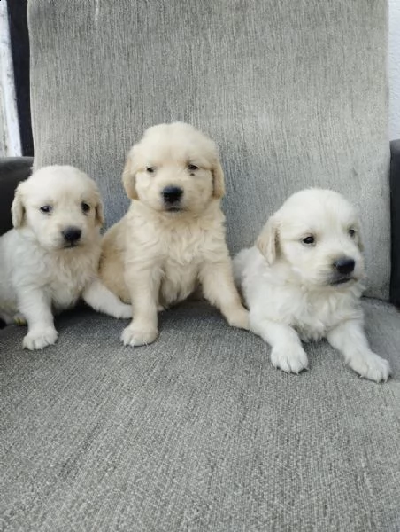 regalo cuccioli golden retriever whatsapp ( 0039 353 317 4023 ) | Foto 1