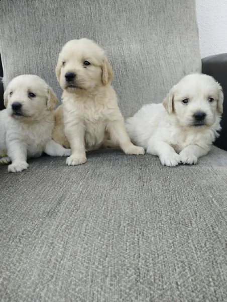 regalo cuccioli golden retriever whatsapp ( 0039 353 317 4023 ) | Foto 0