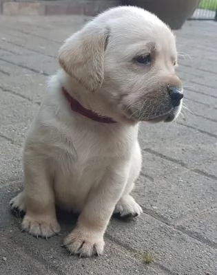 TRE CUCCIOLI DI LABRADOR CIOCCOLATO CON PEDIGREE | Foto 2