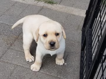 TRE CUCCIOLI DI LABRADOR CIOCCOLATO CON PEDIGREE | Foto 1