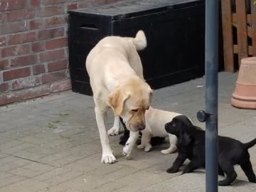 TRE CUCCIOLI DI LABRADOR CIOCCOLATO CON PEDIGREE