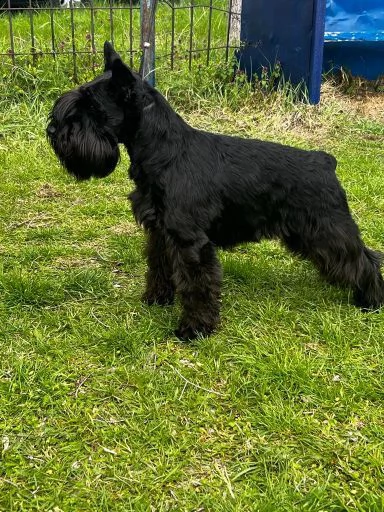 schnauzer nano cuccioli | Foto 6