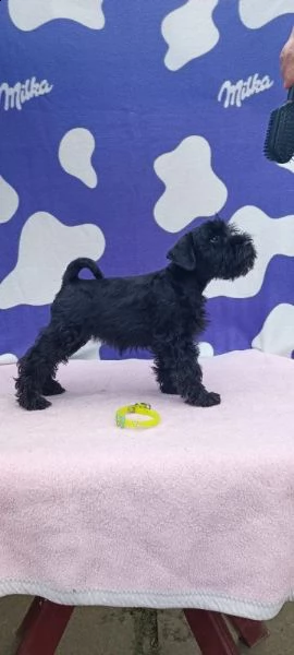 schnauzer nano cuccioli | Foto 5