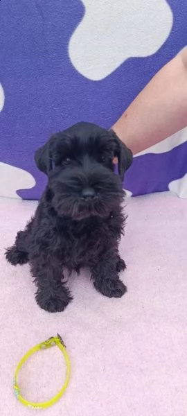 schnauzer nano cuccioli | Foto 4