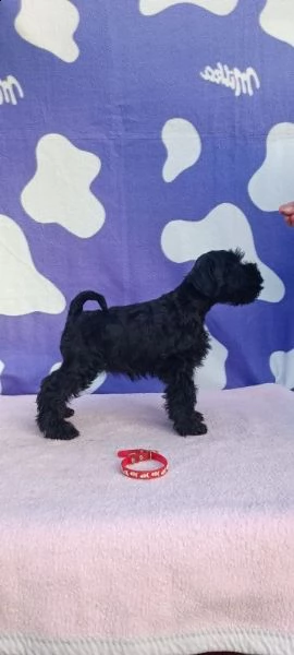 schnauzer nano cuccioli | Foto 3