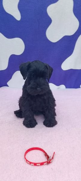 schnauzer nano cuccioli | Foto 2