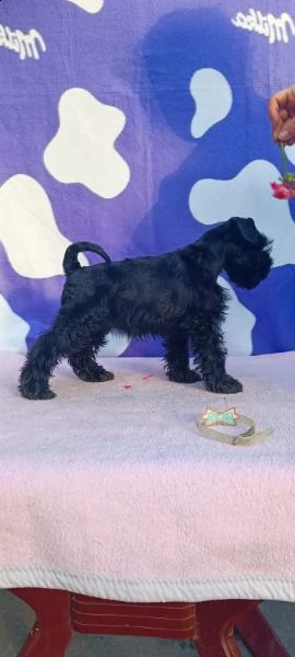 schnauzer nano cuccioli | Foto 1