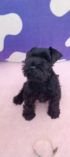 schnauzer nano cuccioli | Foto 0