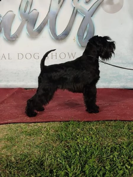 schnauzer nano cuccioli