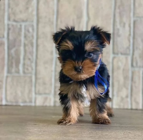 cuccioli di yorkshire terrier in adozione