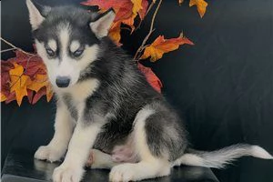 cucciolo di husky siberiano