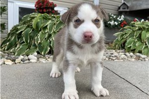 cucciolo di husky siberiano