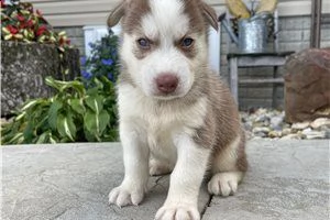 cucciolo di husky siberiano