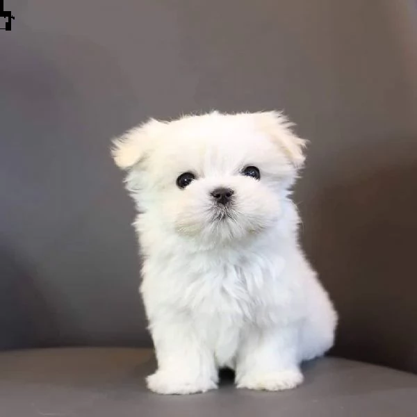 cuccioli di maltese!