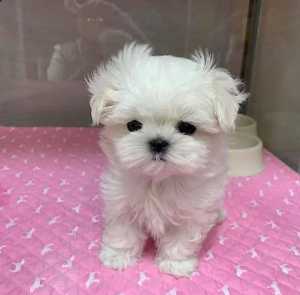 cuccioli di razza maltese toy | Foto 0