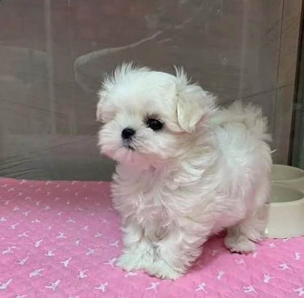 cuccioli di razza maltese toy