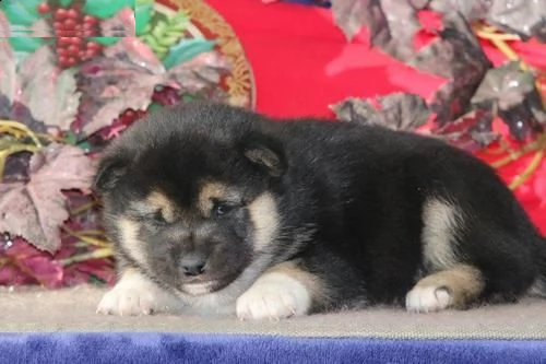  disponibili cuccioli di shiba inu di inestimabile valore