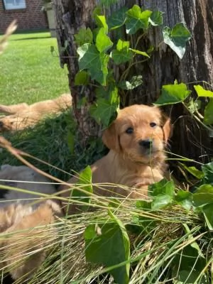 Cuccioli di golden retriever dalla fattoria | Foto 0